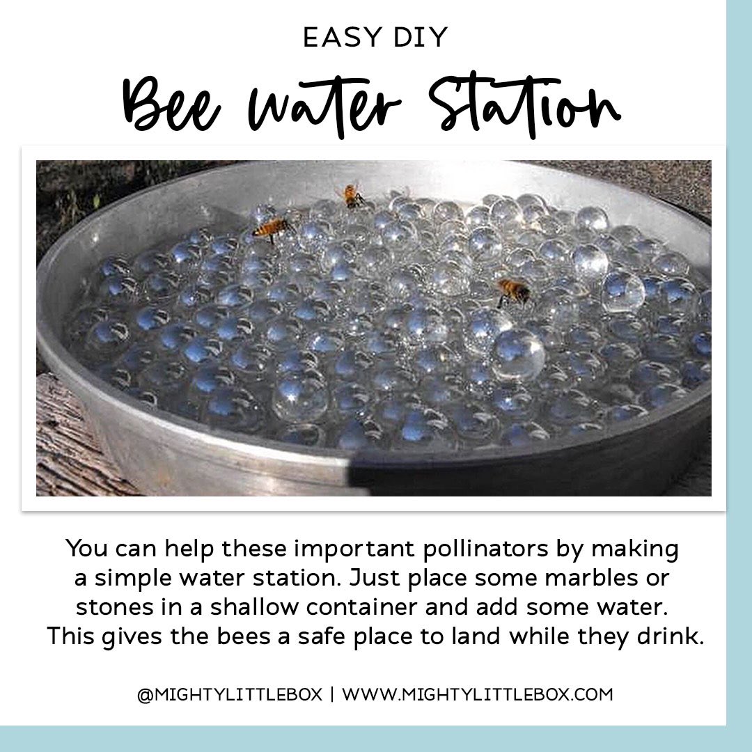 mightylittlebox's tweet image. Bees need water too 🐝  #savethebees #bees #gardening #gardeningtips