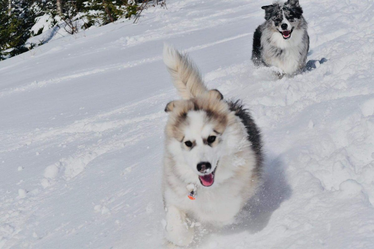 My grandpup Miller (background) and his 5 month old friend Tis enjoying the snow that fell in Gander, NL this weekend.<a href="/KelseyMcEwen/">Kelsey McEwen</a>
