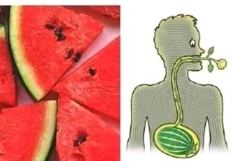 l'argent est attiré par moi on X: "This is what I thought would happen to me after swallowing a watermelon seed as a kid https://t.co/i06JKucuuT" / X