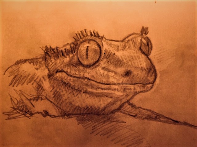 GregoryJohnMer1's tweet photo. Sketches from quarantine:
Crested Gecko https://t.co/EA6SQr8S83