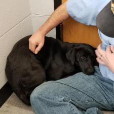 LILY IN GRAVE DANGER IN  #AMARILLO  #TEXAS NEEDS OUT ASAP. COA A 26340 BUILDING F, KENNEL 2Shelter Phone 806 378 9032