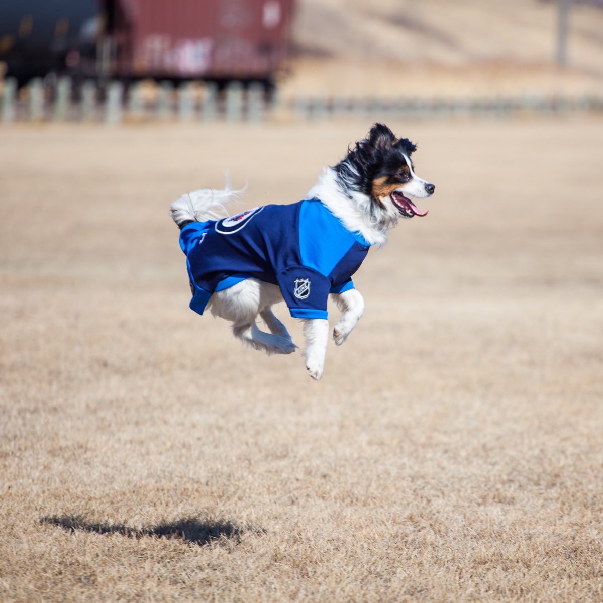 LydsML's tweet photo. Poncho showing her passion for sport (a.k.a. fetch). Pictures taken by @Allunderonemoon Amanda Ollinik. #australianshepherd #GoJetsGo #fetchlife https://t.co/MApHOL4voc