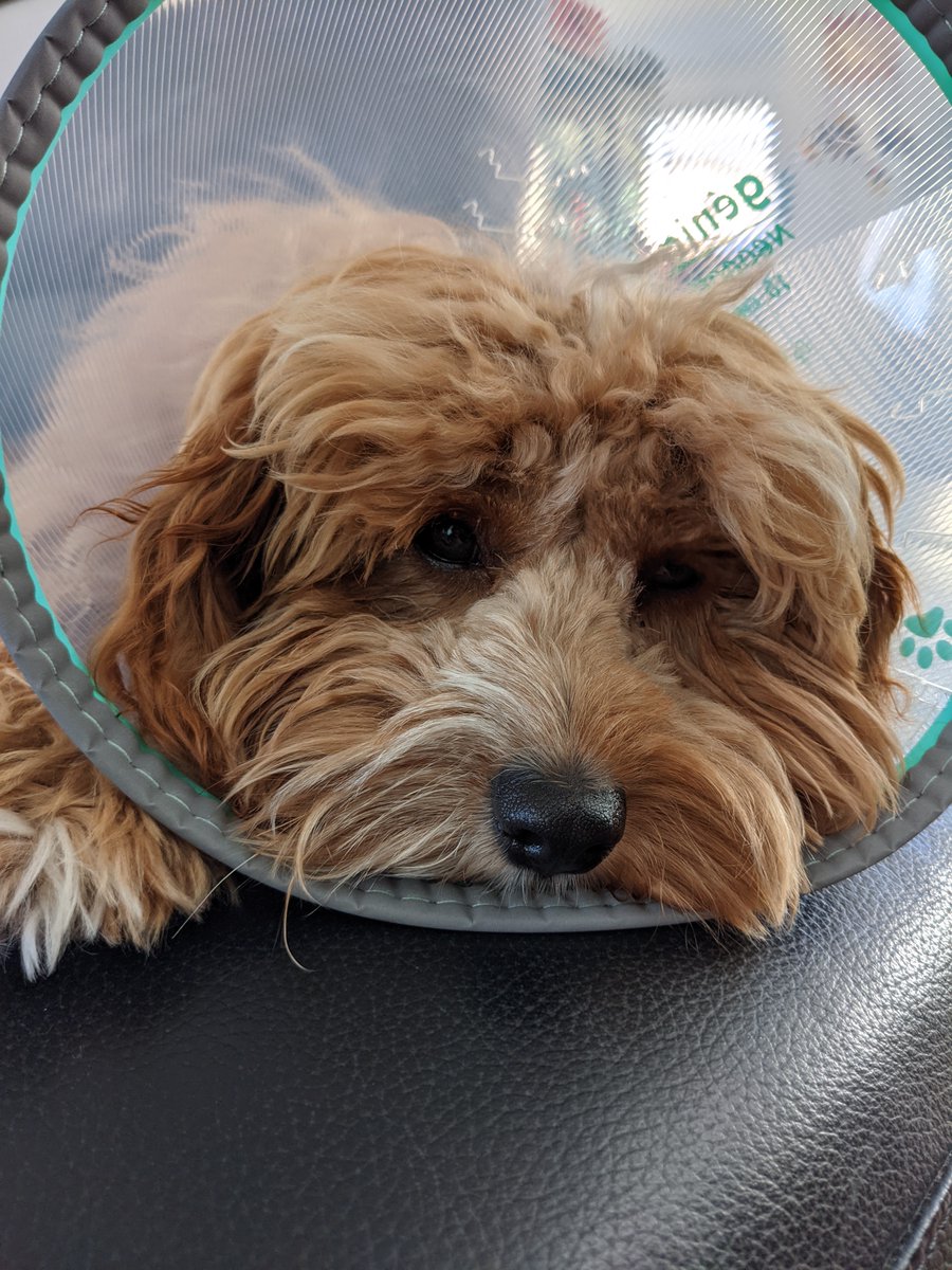 My little guy is fried as fuck