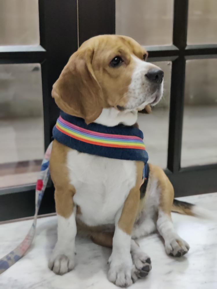 CleopatraDiana3's tweet photo. Best part of our Monday, Pixel showing off his smart rainbow harness. Love it!! 
.
For details on all our products ping us on +91 9619601144 or drop by https://t.co/WcFx85Z13I
.
#petparents #puppy #dogs #pets #beagle #doggos #harness #collars #Beagles https://t.co/NLzevHKJhl