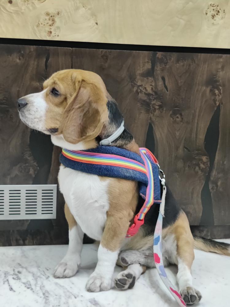 CleopatraDiana3's tweet photo. Best part of our Monday, Pixel showing off his smart rainbow harness. Love it!! 
.
For details on all our products ping us on +91 9619601144 or drop by https://t.co/WcFx85Z13I
.
#petparents #puppy #dogs #pets #beagle #doggos #harness #collars #Beagles https://t.co/NLzevHKJhl
