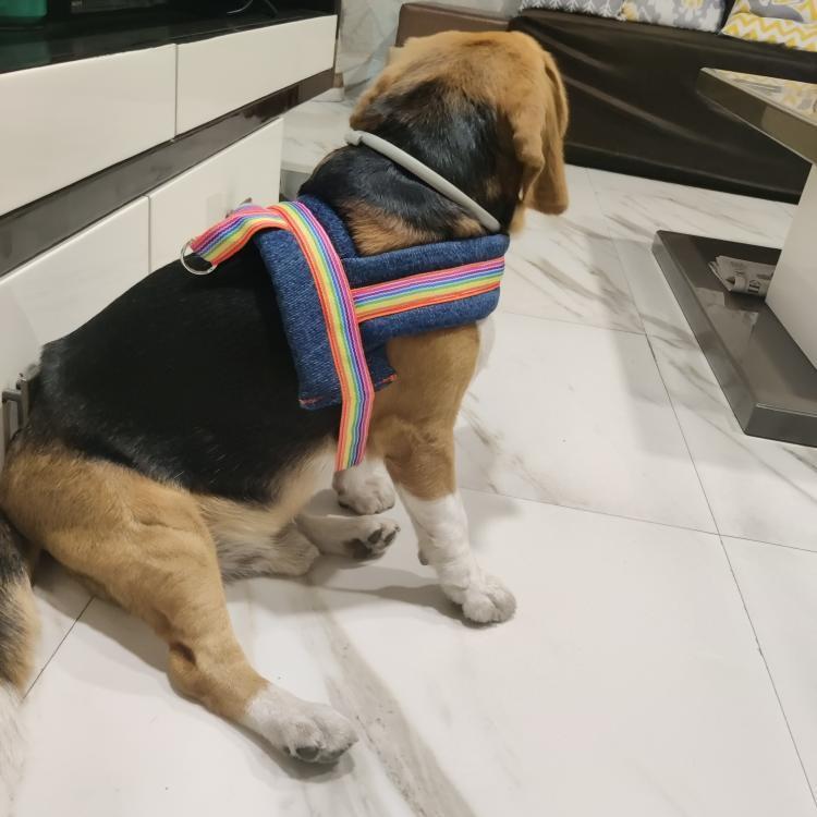 CleopatraDiana3's tweet photo. Best part of our Monday, Pixel showing off his smart rainbow harness. Love it!! 
.
For details on all our products ping us on +91 9619601144 or drop by https://t.co/WcFx85Z13I
.
#petparents #puppy #dogs #pets #beagle #doggos #harness #collars #Beagles https://t.co/NLzevHKJhl