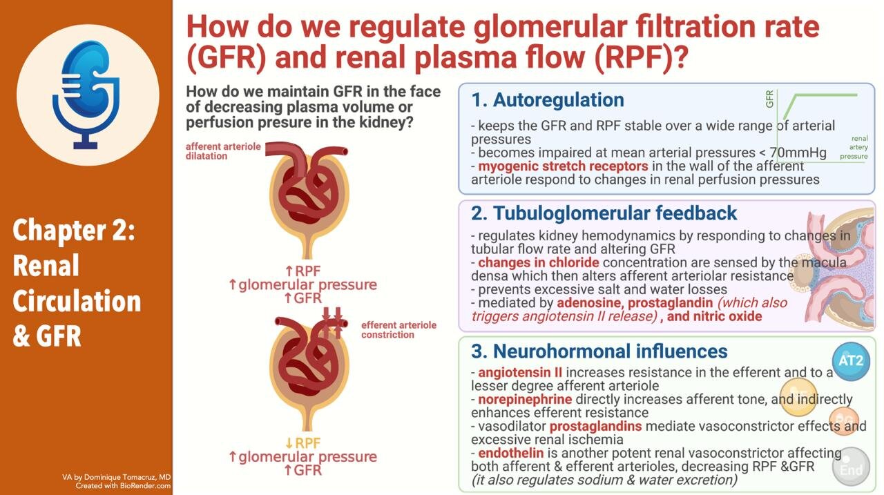 Edgar V. Lerma 🇵🇭 on Twitter: "Burton Rose Book Club 🎧 Chapter 2: Renal  Circulation and GFR (Part 2 of 2) #Nephpearls https://t.co/aWsPB15NQq  https://t.co/bcK3J1gkNg" / Twitter