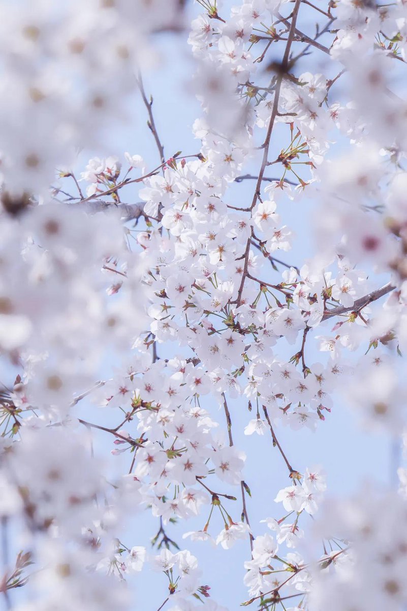 Kunshan_China's tweet photo. The 13th Cherry Blossom Festival of Zhoushi is coming! The lovely cherry blossoms waver along with the warm breeze appear to be more stunning than ever, forming an incredible watercolor painting like picture of spring. #KunshanInSpring https://t.co/60puJ1nvWK