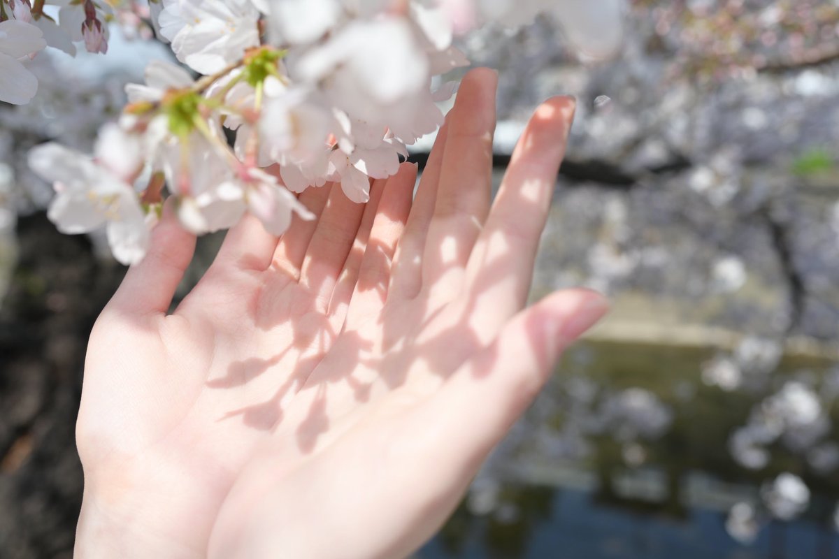 arinn_1217's tweet photo. Sakura
#potore #Sakura https://t.co/UCgotA3tu9