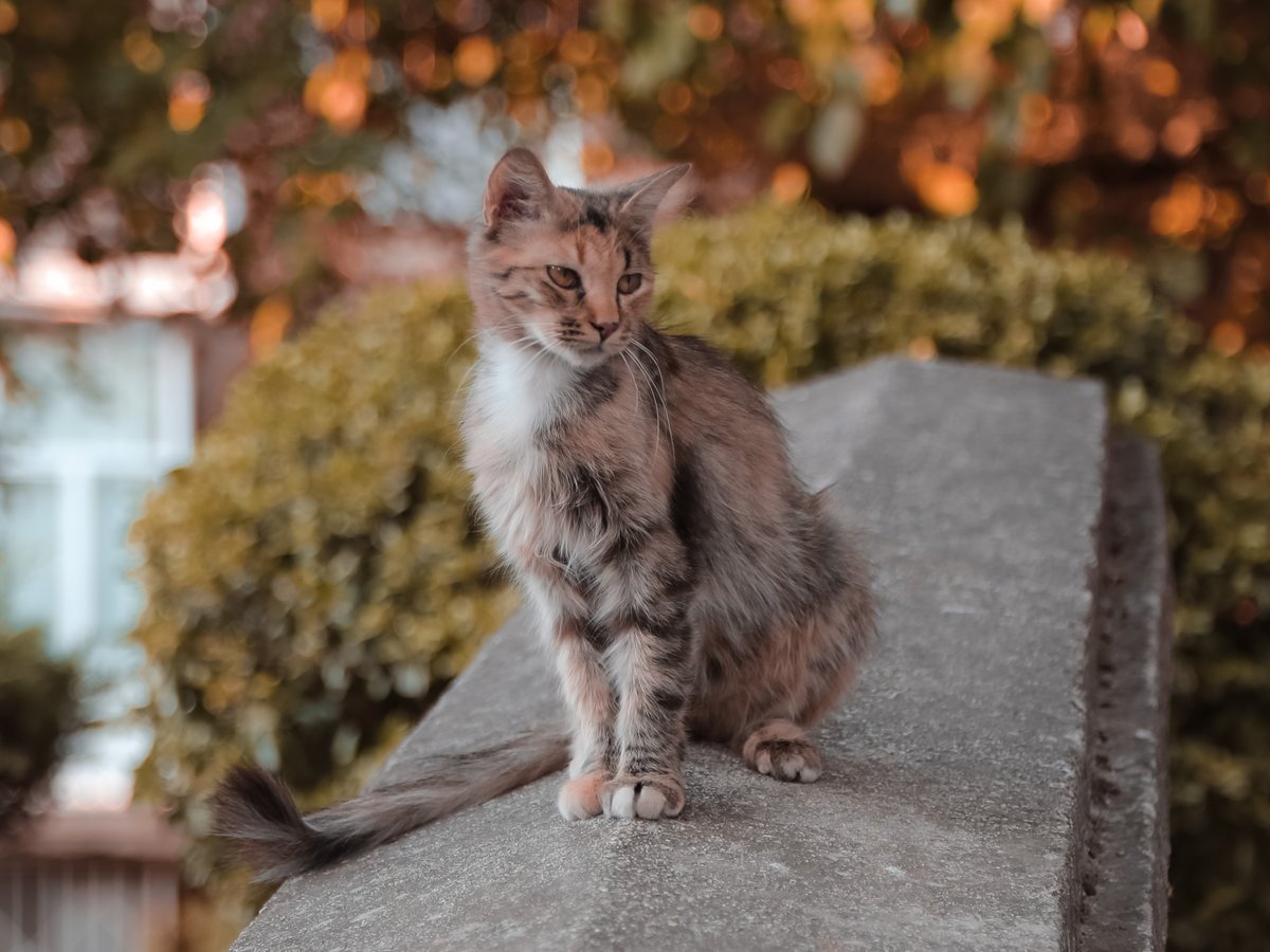 "Kedi gözlerini açtı,
Güneş girdi içeri.
Kedi gözlerini kapadı,
Güneş içerde kaldı.

İşte buydu, akşam vakti,
Uyandığında kedi.
Karanlıkta, iki güneş parçası,
Görmemin nedeni..."
- Maurice Carême

İyi haftalar Efeler ☀️