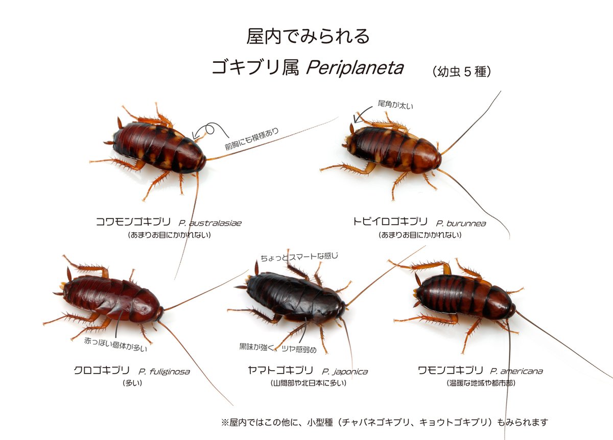 ゴキブリ Twitter Search