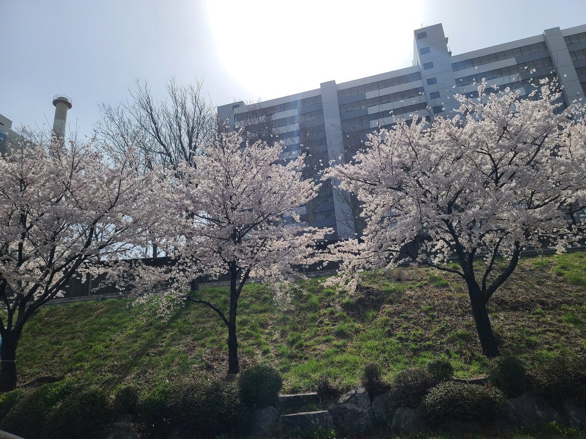 OmegaX_HanGyeom's tweet photo. 벚꽃이 너무 이뻐서 보여드리려고 찍었어요
휘찬(힘찬) 월요일 ���길 바랄게여♡

#OMEGA_X #오메가엑스 #한겸 

@OmegaX_members https://t.co/InpErGZ83x