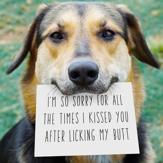 The_Dogs_lovers's tweet photo. hihi <3 https://t.co/54239h27lM