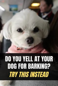 The_Dogs_lovers's tweet photo. Do you yell at your dogs for barking ?
Try this instead .... https://t.co/of9ihZ9Cpk