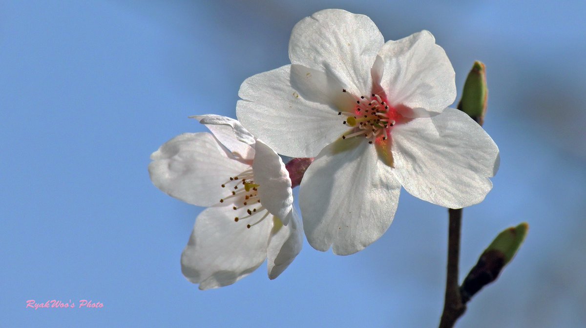 rb_merganser's tweet photo. 桜、透過光。
#CherryBlossom March 2021. #TransmittedLight https://t.co/ERuEibFiK7