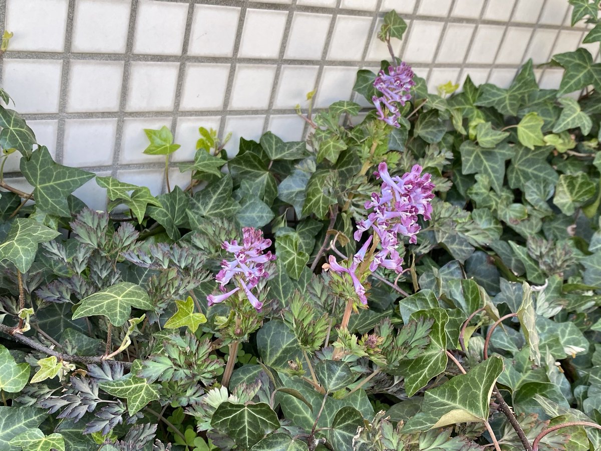 tonomomo's tweet photo. ②発目はこれでどう？👇

#ハーブ王子 
#雑草談義 https://t.co/wgBTjYdv2R