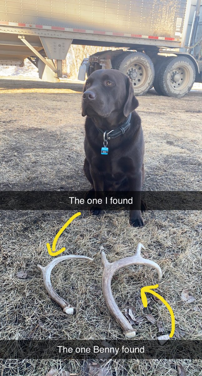 kateydarr's tweet photo. He might be a big chunk of chocolate but he does like walking with me to find sheds! https://t.co/M0415SnrgR