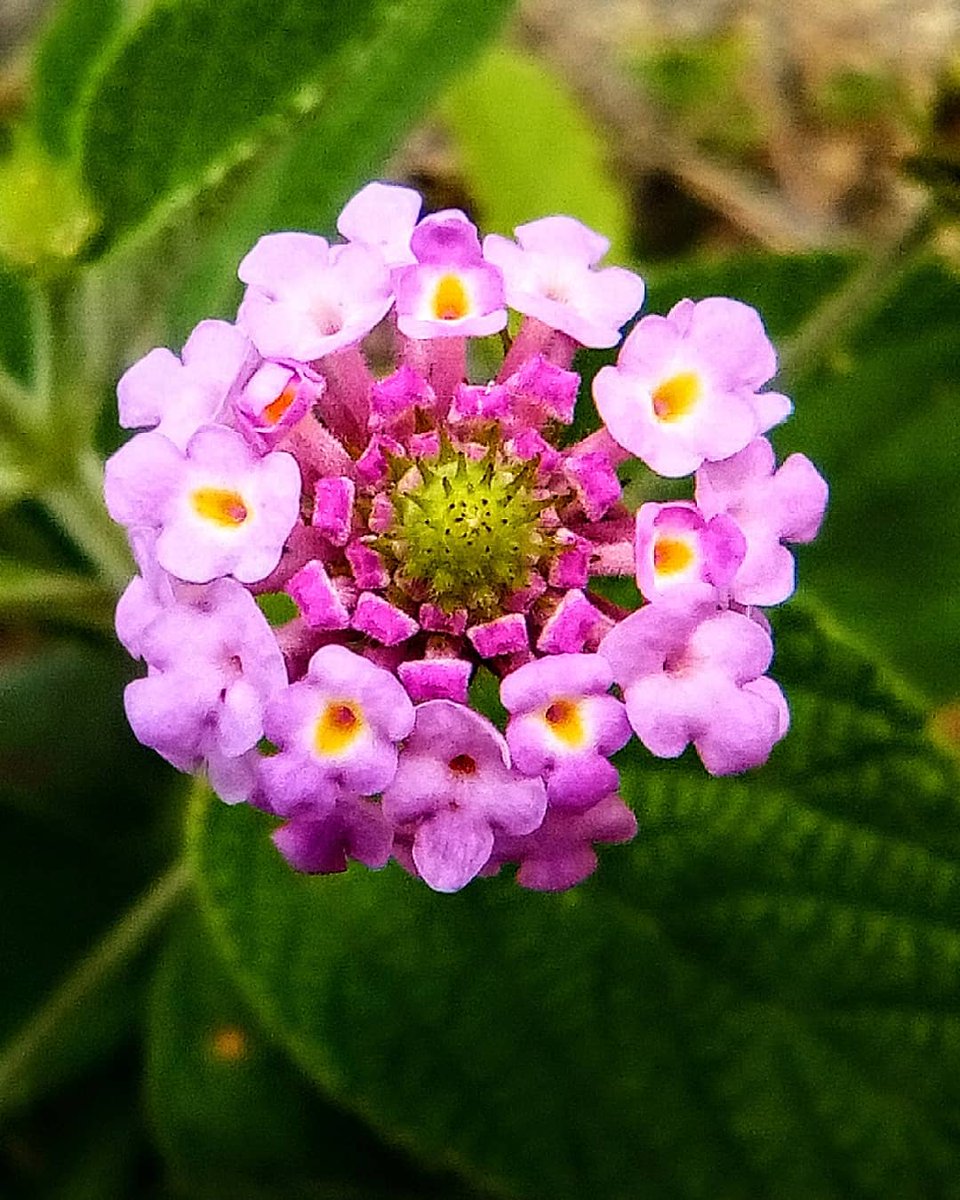 Lu_Entaa's tweet photo. #cariaquito
#microbotanica
#microfloral
#microflora
#botanical
#microbotanical
#bio
#flowers
#flower
#flores
#vidaenelcampo
#texturasvegetales
#vidaenelcampo
#fotografia
#fotografiavegetal
#fotografiabotanica
#arte vegetal
#naturaleza https://t.co/ti508tmvlL