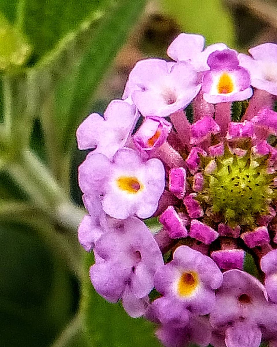 Lu_Entaa's tweet photo. #cariaquito
#microbotanica
#microfloral
#microflora
#botanical
#microbotanical
#bio
#flowers
#flower
#flores
#vidaenelcampo
#texturasvegetales
#vidaenelcampo
#fotografia
#fotografiavegetal
#fotografiabotanica
#arte vegetal
#naturaleza https://t.co/ti508tmvlL