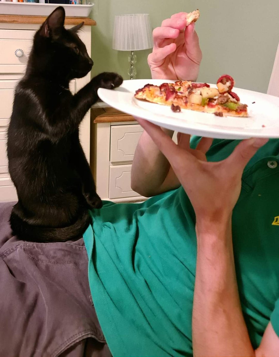 4lyfe_rescue's tweet photo. 🍕 for more information on our Samurai Pizza Cats reboot head to https://t.co/OsnMbcfUNb
#Hawk4Lyfe #AdoptMe #CatsofCanberra #kittensofinstagram #CatsofCanberra #AdoptDontShop https://t.co/Trj767iZ2n