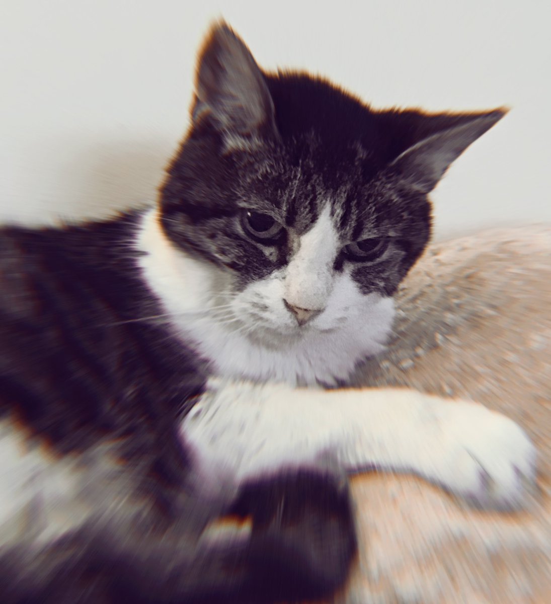 snunzie2014's tweet photo. Goodbye my sweet girl. You will be so missed. 💔💔💔 #RIPJen a https://t.co/wEXgijByfx