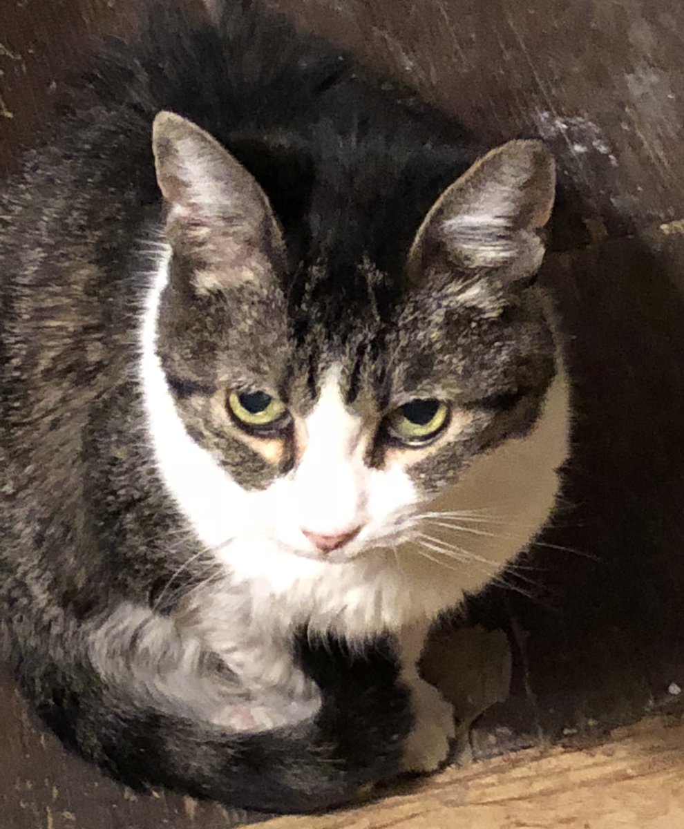 snunzie2014's tweet photo. Goodbye my sweet girl. You will be so missed. 💔💔💔 #RIPJen a https://t.co/wEXgijByfx
