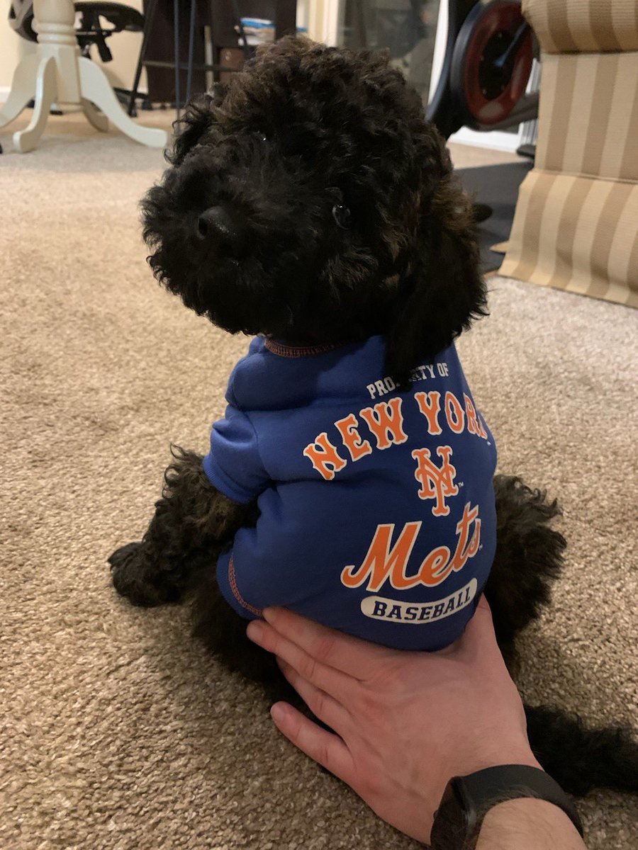 KC045's tweet image. Pup’s worst nightmare wearing clothes but that’s ok because it’s OPENING WEEK  #LGM @mets @MLB #OpeningDay2021