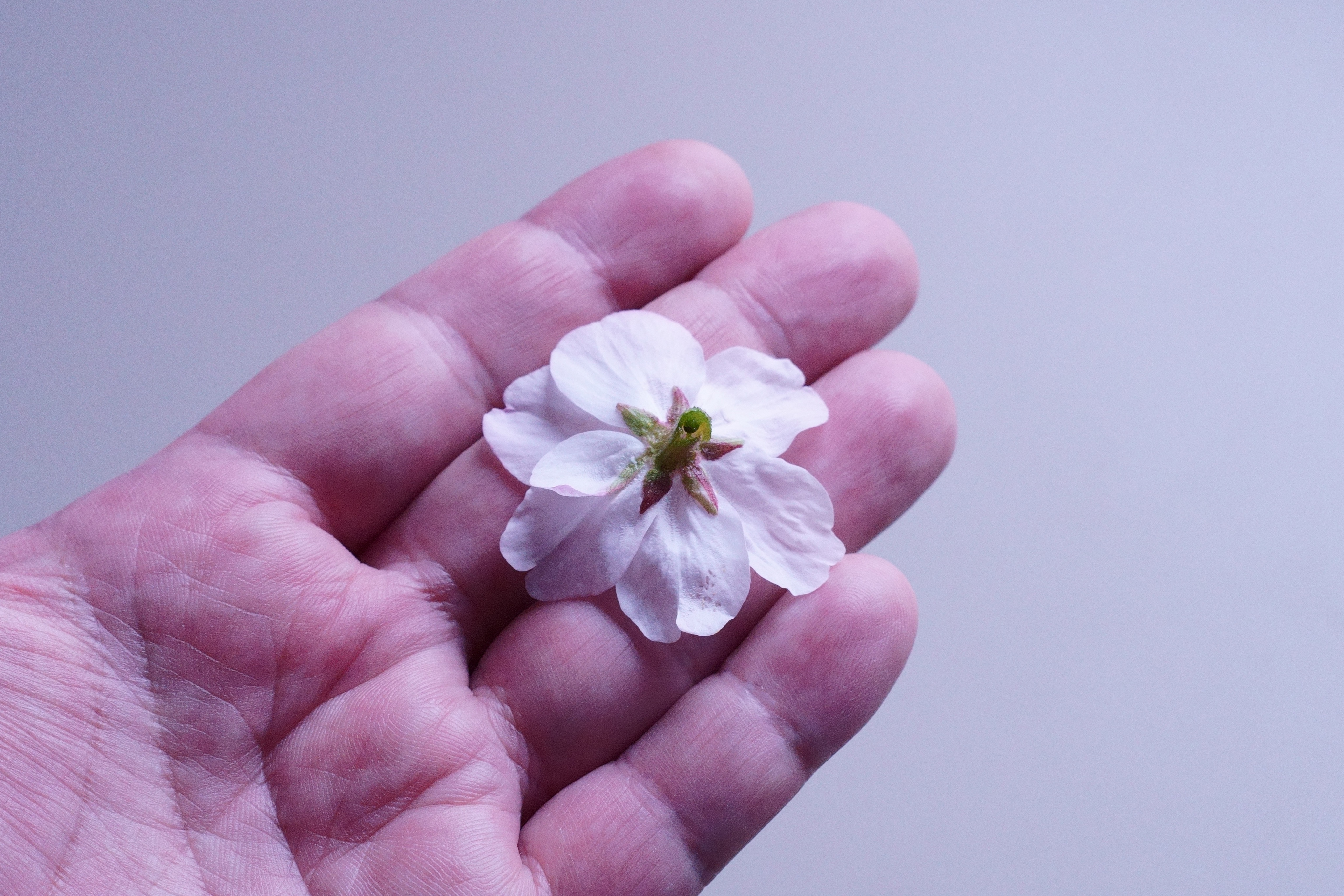 やまもと プロダクトデザイン 花びら6枚の桜を発見 裏は 緑色の星みたいなの ガクヘンっていうらしい が6角になってて なるほどここと対応するのかと納得してると そこに小さい花びらが隠れてたので 花びら 7枚の桜だった さくら