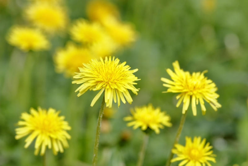 تويتر 文一総合出版 公式 つ 新刊続々発売中 على تويتر 3月29日 今日の 誕生花 は タンポポ 蒲公英 タンポポはキク科タンポポ属の総称です 道ばたや野原 草原に多い多年草で 一般によく知られています 花言葉 は 愛の神託