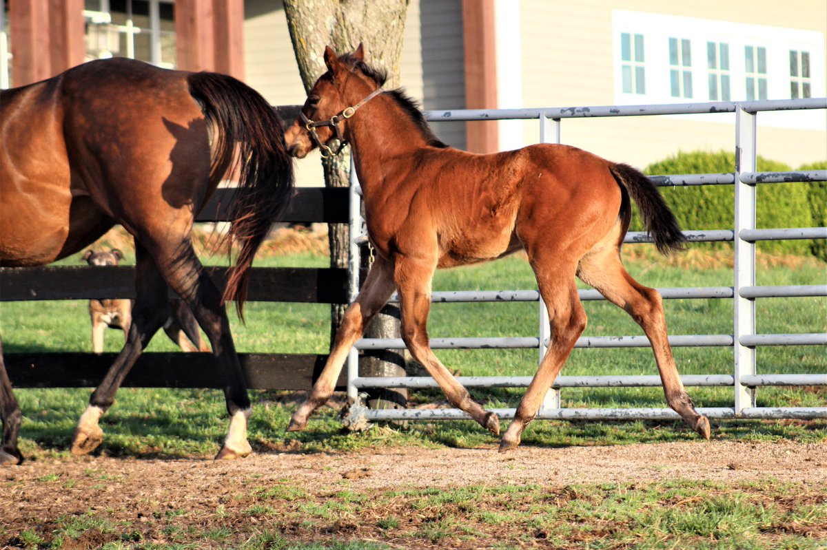 JenRoytz's tweet photo. Lovely Candy Ride filly o/o stakes producer Mare and Cher. Girlโs got some hang time when she moves! #brownsteadbred https://t.co/vTSmhNGW8L