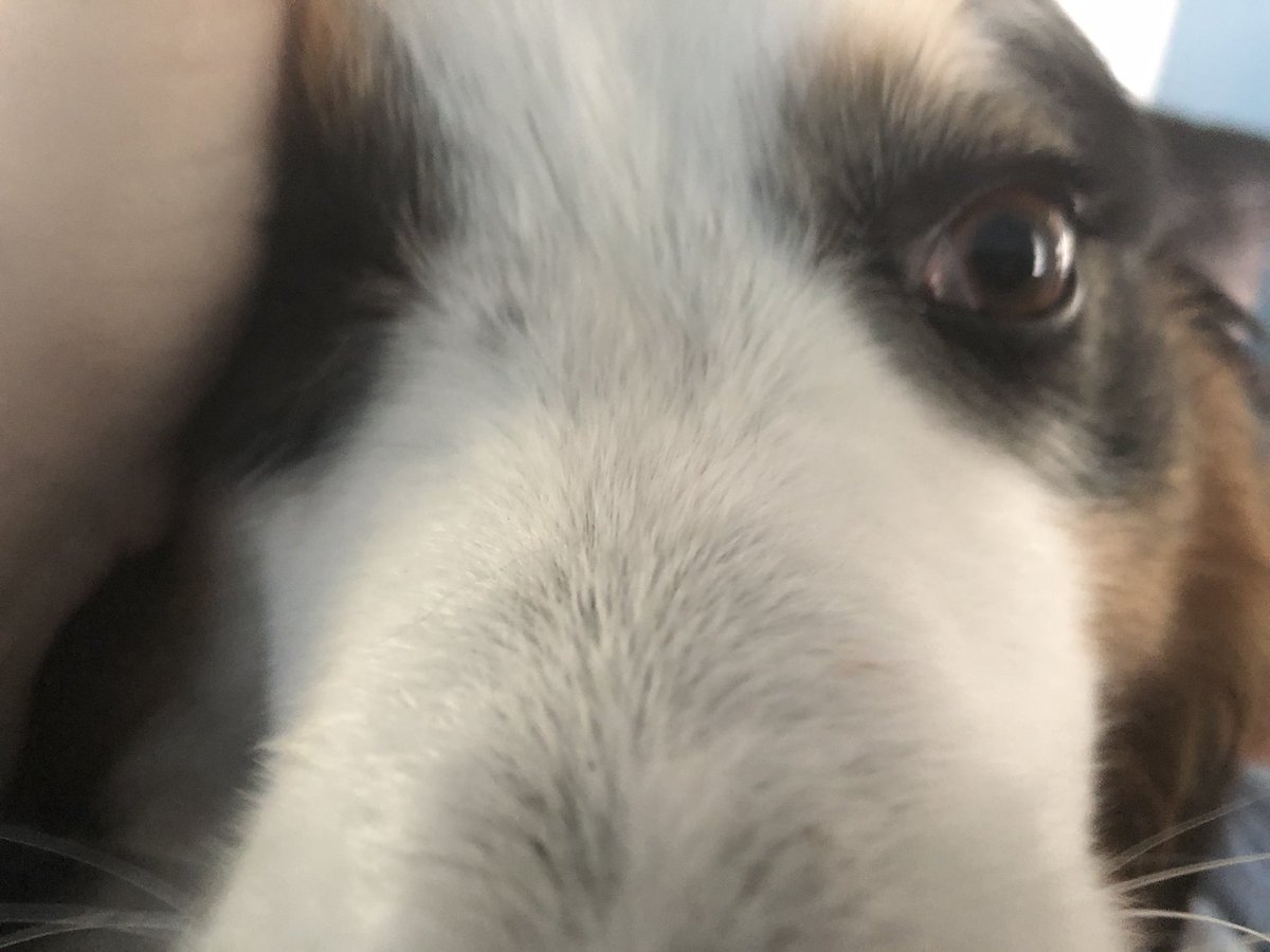 HowToIsaac1's tweet photo. I am right here. Just in case you need to do the ear thing. #velcrodog #aussie https://t.co/y2gEccT3iS