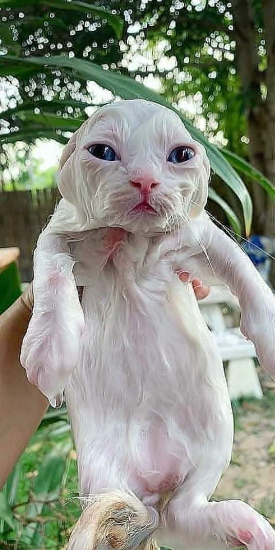 cats with powerful impression 🐾 tweet media