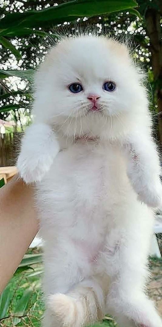 cats with powerful impression 🐾 tweet media