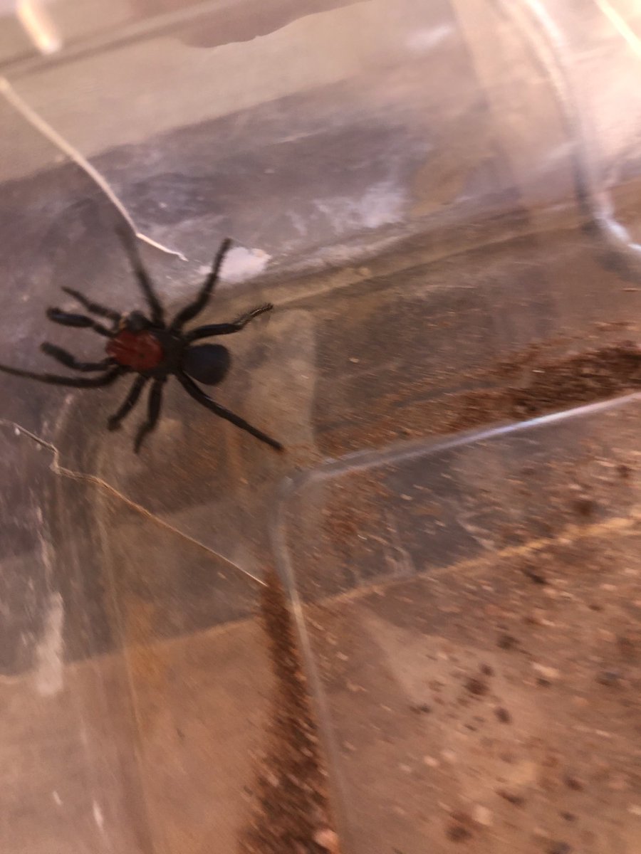 James Madden tweet media