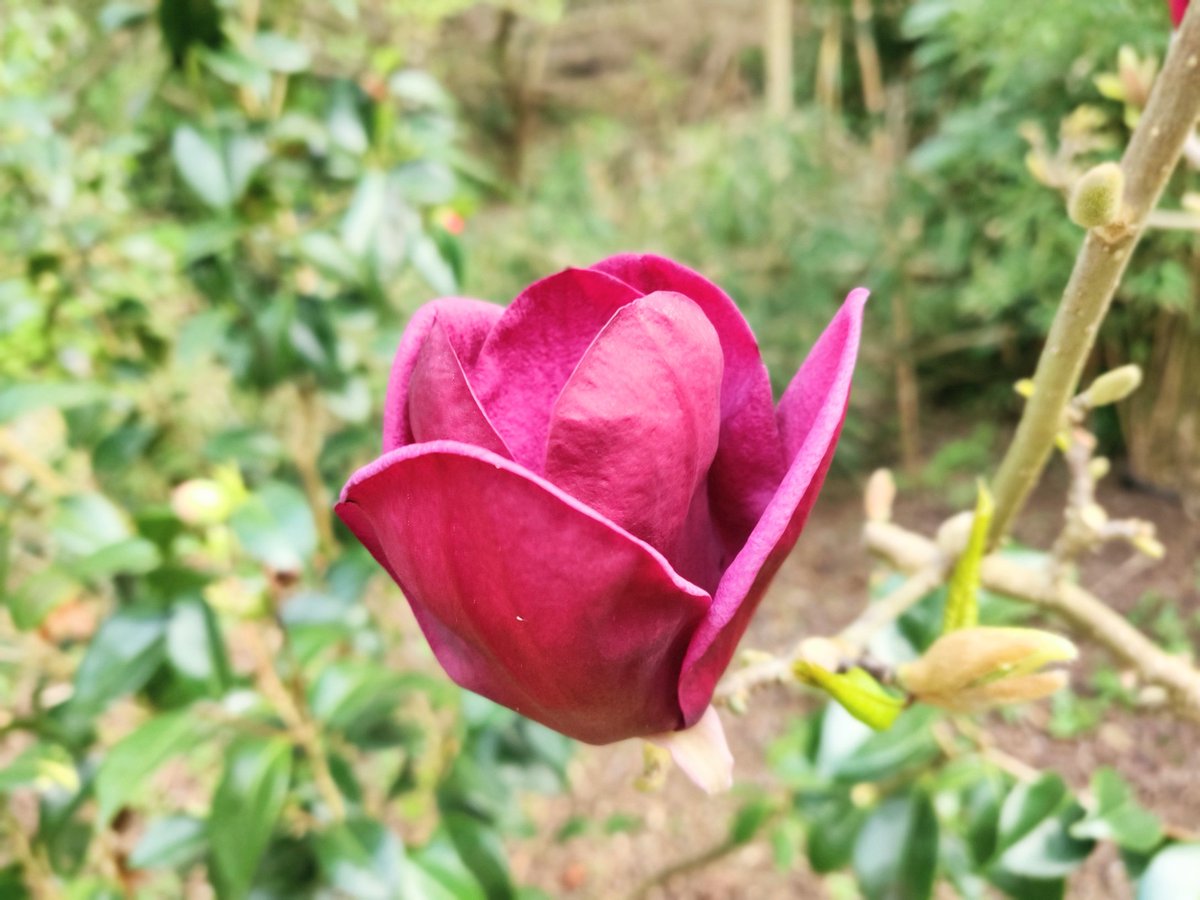 montythree's tweet photo. It's popping at @SFBGS with these late blooming magnolias, cherry blossom and crabapple blossom. #GetUpGetOut #dailywalk https://t.co/ms60obXW23