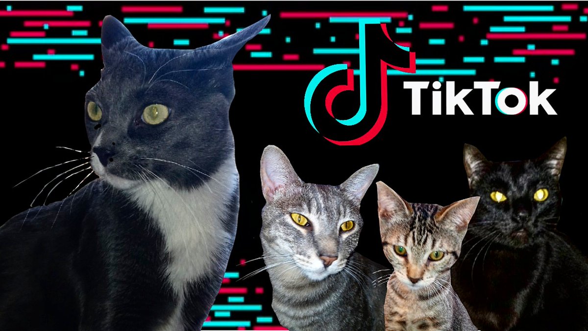 KingTomTom4's tweet photo. We Have A Tik Tok (Trailer)
https://t.co/xkPmHh6g34
#WeHaveA #TikTok #Trailer #KingTomTom #Percy #Stormi #HadesMonster #TikTokKats @PercyousP @StormyTheCat7 @monster_hades @tiktok_us https://t.co/2A7x5DPWEU