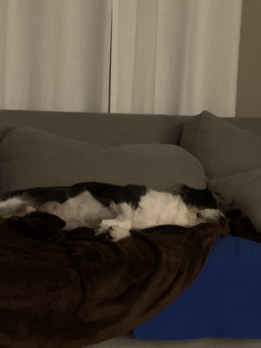 LucyLoops3's tweet photo. So tired. #sleepy #DogsofTwittter https://t.co/SMRiaSP0j0
