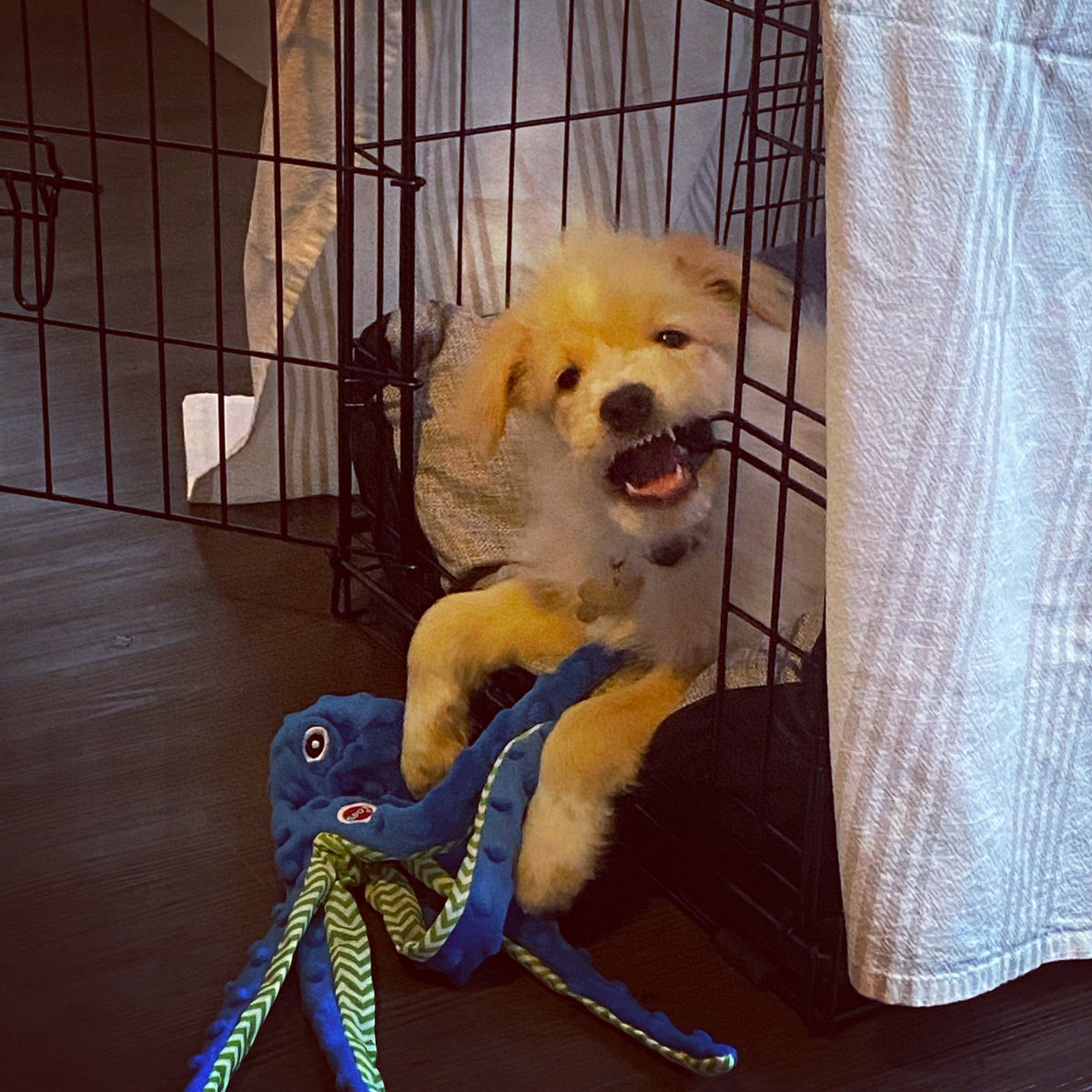 EspinozaAdventu's tweet photo. Woof woof! Hey I remember this one! Momma got me a cool little house that I got to sleep in. It felt really good on my gums when I was growing my big boy teeth! Welcome you to the family!
#puppy #puppylove #puppylife #goodvibes #fuzzy #fuzzypets #fluffy #fluffydogs #floof #floofy https://t.co/Wn4PeSlj6U