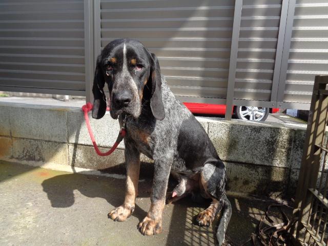Japanesemichael Jackson V Twitter 鹿児島県鹿屋保健所 迷子犬 性別 男 年齢推定 中齢 犬種 セッター系又はハウンド系 体格推定 中 毛色 黒灰茶 保護月日場所 3 26 垂水市牛根境 鎖首輪 迷子犬 鹿児島県 垂水市 牛根境 イングリッシュセッター犬 Japanesemichael Jackson V Twitter 鹿児島県鹿屋保健所 迷子犬 性別 男 年齢推定 中齢 犬種 セッター系又はハウンド系 体格推定 中 毛色 黒灰茶 保護月日場所 3 26 垂水市牛根境 鎖首輪 迷子犬 鹿児島県 垂水市 牛根境 イングリッシュセッター犬