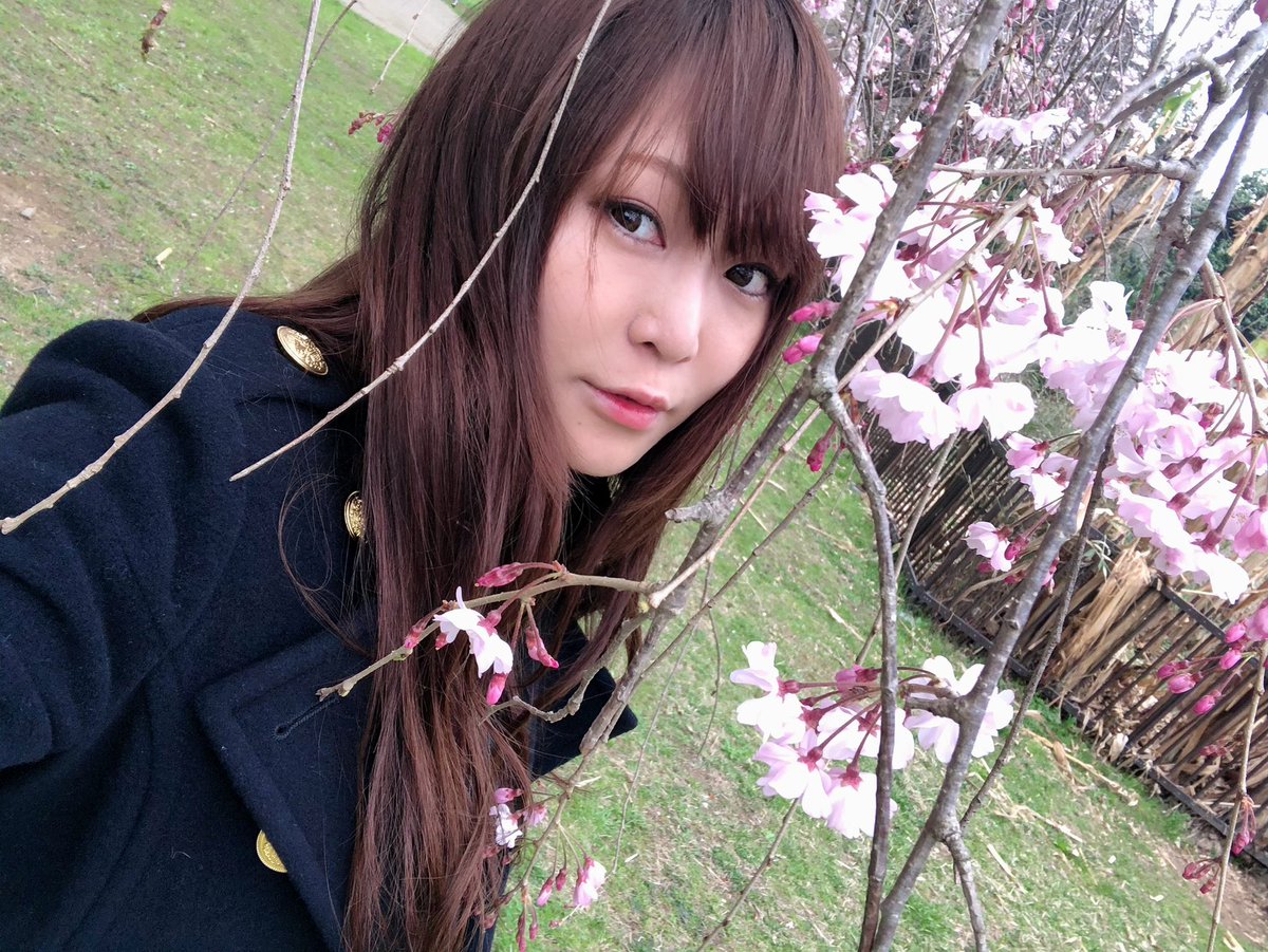 onosayuri's tweet photo. 春だねー

#桜　#お花見 https://t.co/RwwDoRE5u7