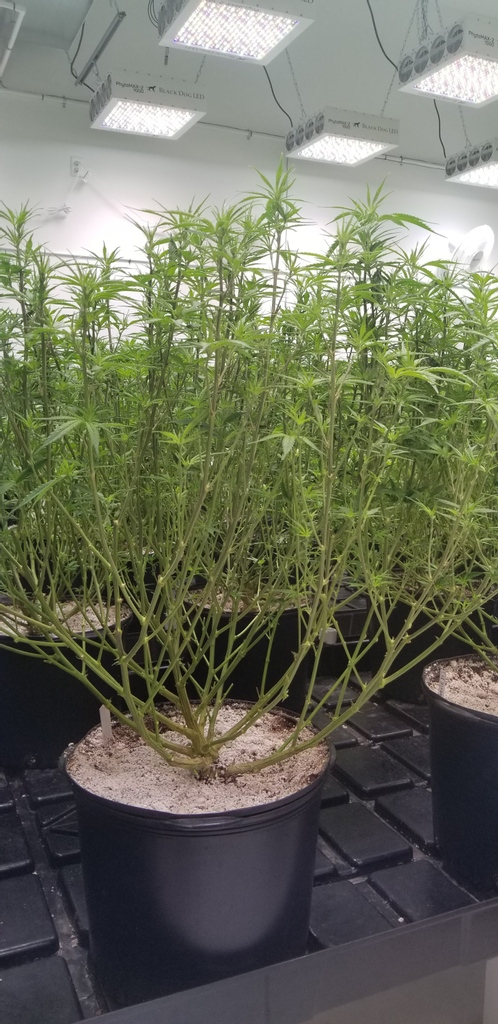BlackDogLED's tweet photo. So many bud sites about to get fat and full! Defoliating like this is always a good way to get extra light and air flow to the bottom of the canopy! Find more grow tips by clicking the link below!
#growtips #blackdogled #commercialgrow #cannabiscommunity
https://t.co/N9G8Vt1ibl https://t.co/ZJss7xErEr