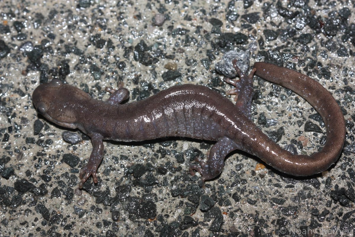 NatureNoah's tweet photo. I'm fascinated by that post, @amphibs @RD_Denton @scaleyhan @GregoryLipps @JPLawrencePhoto, here are some typical LJJs from our neck of the woods (western Massachusetts). https://t.co/M46BGUcU6I