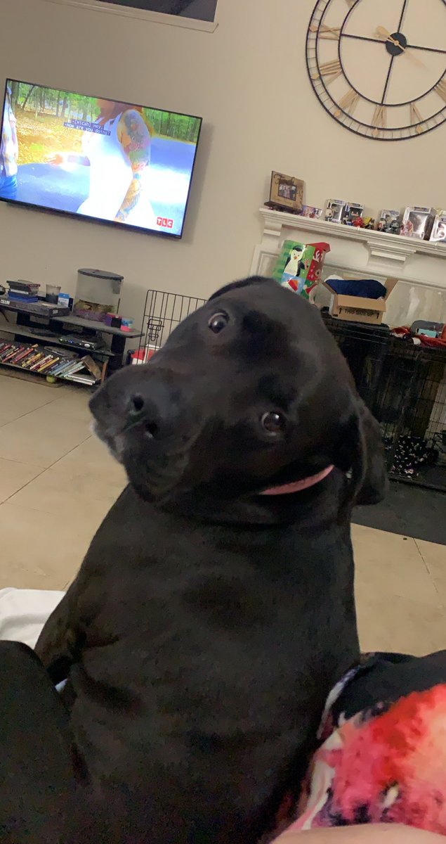 SweetGoodGirl1's tweet photo. We’re watching #90DayFiance and #Piggums wants attention ♥️♥️ https://t.co/XqZxRQyu3o