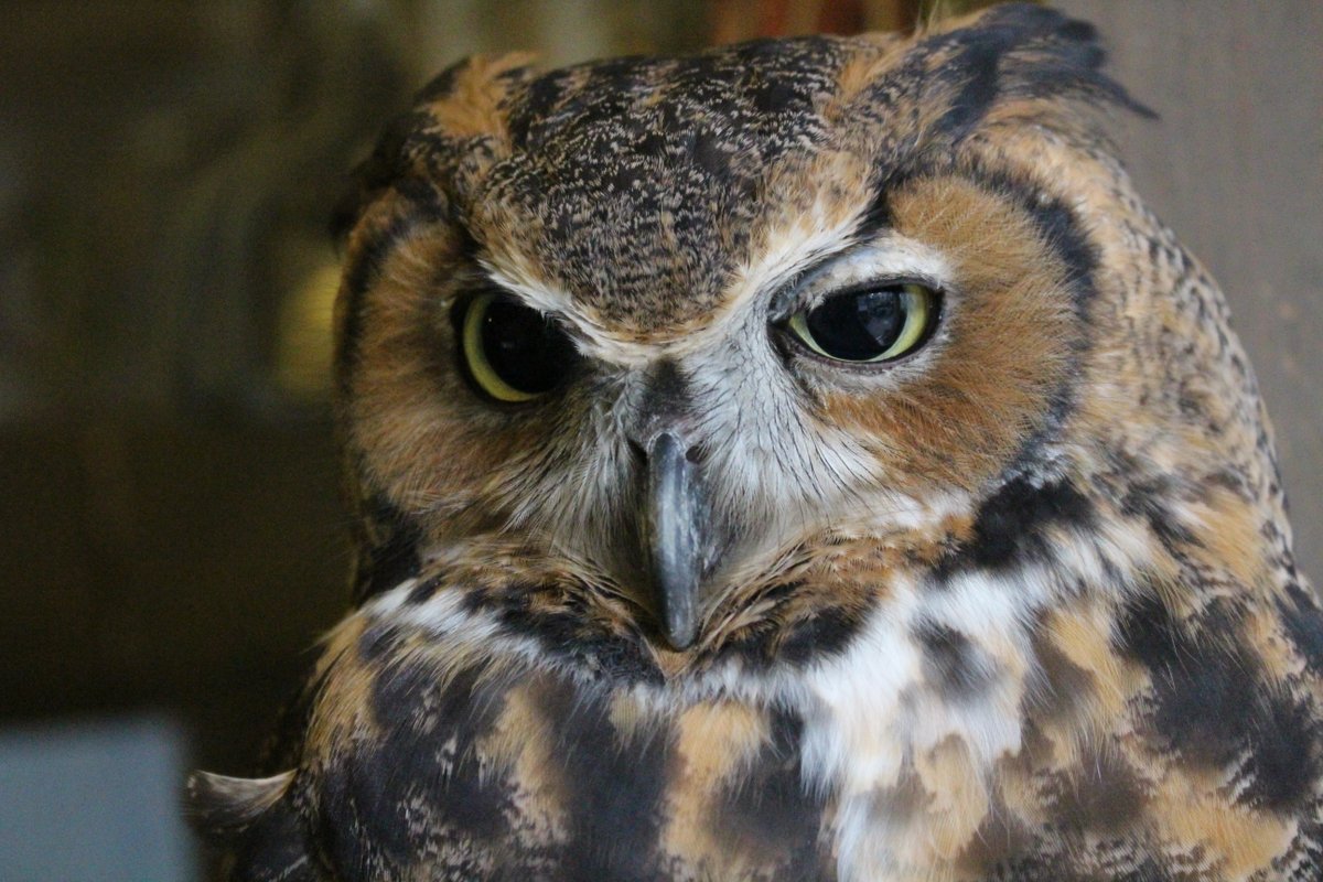 Walking Bird tweet media