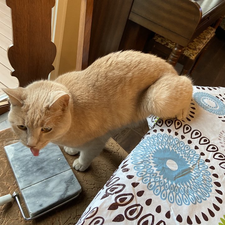 mal_anness's tweet photo. @jxiaoo This is peanut butter 🥰🥰🥰 https://t.co/wkxwP2s5VM