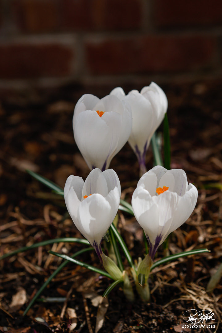 perryralph's tweet photo. #springtime in the #rockymountains. After 2ft of #snomageddon 2 weeks ago, it is awesome to see the #spring #flowers blooming https://t.co/XO5bvYHOi4
