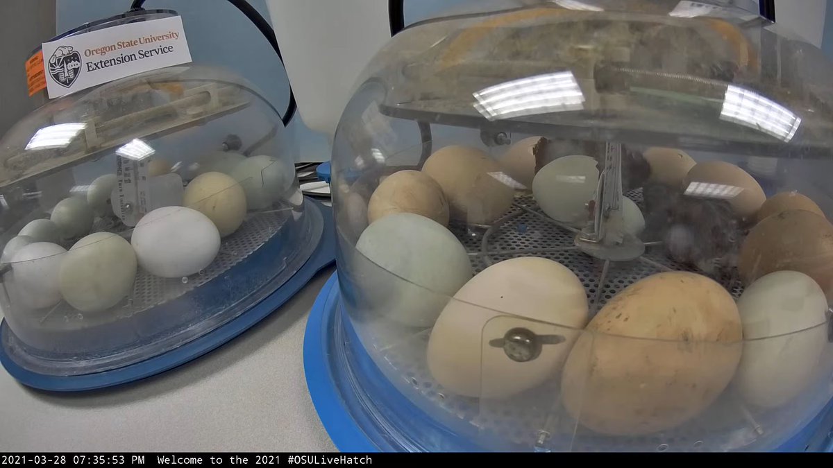 Clatsop4H's tweet photo. Baby Chick #2 just hatched!  Follow along on our 24hr Livestream! @4H @OregonStateExt @OregonState #OSULiveHatch 

Watch:  https://t.co/5hgVf66uZi https://t.co/N6nMqV2JTg