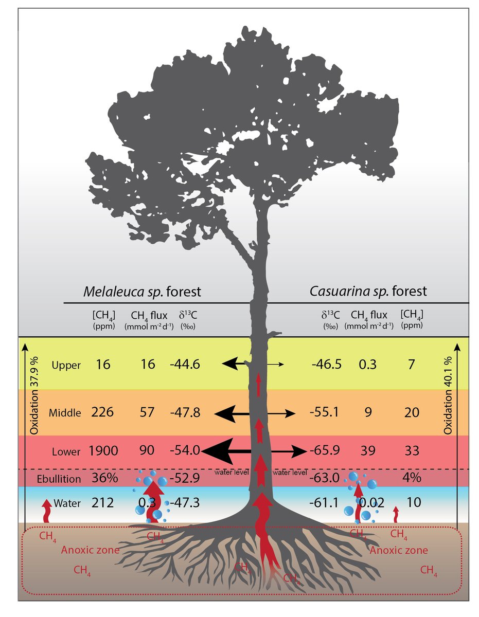 Luke_Jeffrey's tweet image. 1/6) Pls check out our newly accepted @NewPhyt paper revealing #Isotopic evidence for axial tree stem #Methane #Oxidation within subtropical lowland forests 🌱&amp;gt; tinyurl.com/57k3zaa9