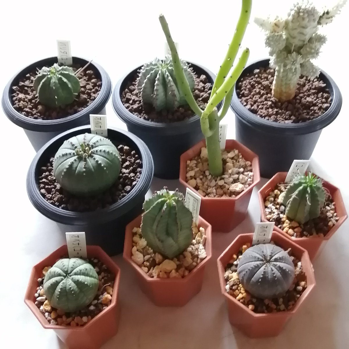 e7%99%bd%e6%a8%ba%e9%ba%92%e9%ba%9f