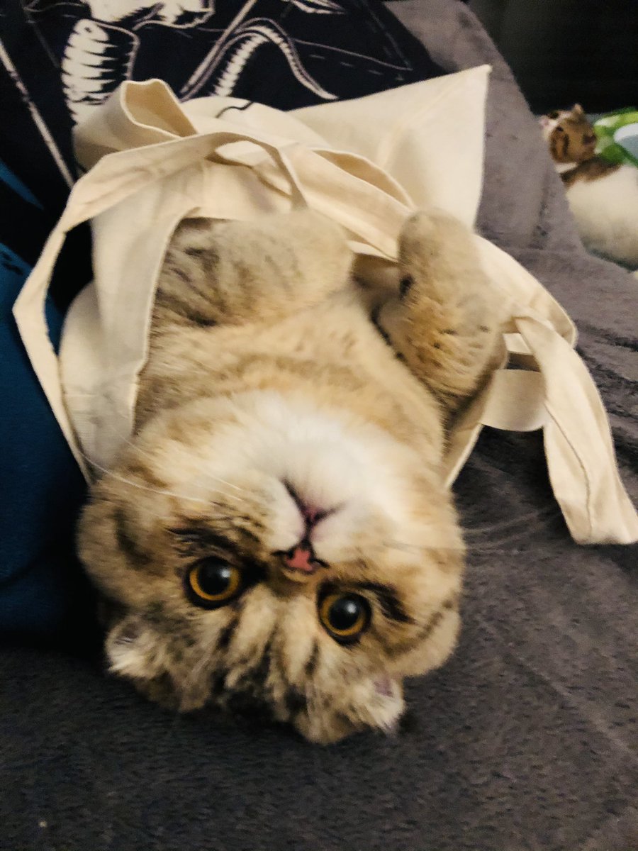 Kentastis tweet media